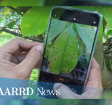 Diagnosis and monitoring of rubber tree insect pests and diseases across regions, enhanced through IRISDD